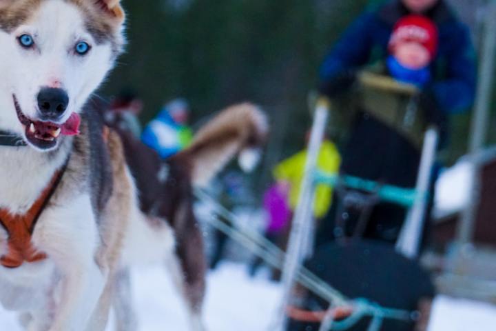 a person riding a sled pulled by huskies