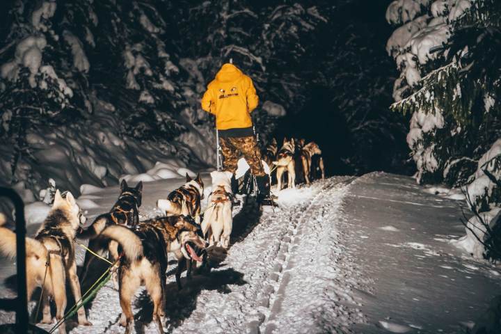 a group of people riding sleds pulled by huskies