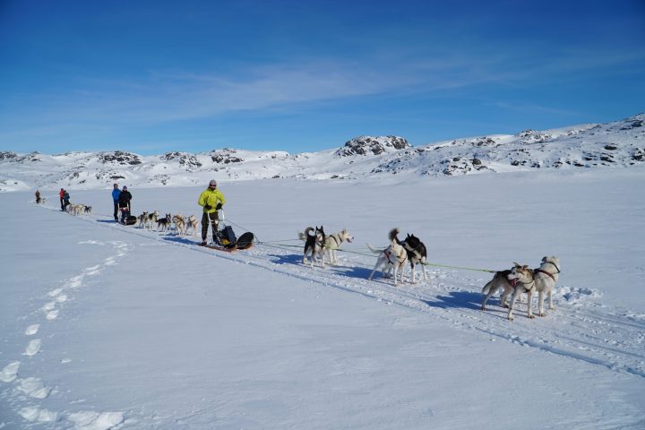 a group of people riding sleds pulled by huskies