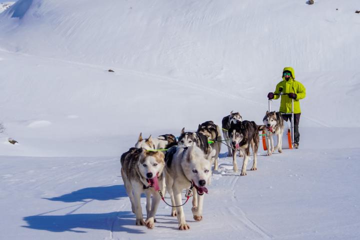 a person riding a sled pulled by huskies