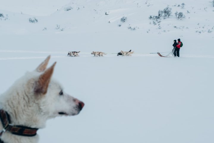 a dog that is standing in the snow