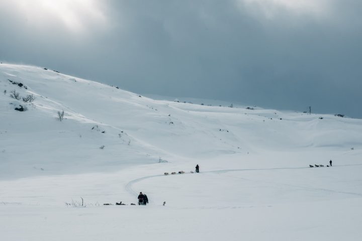 a group of people riding sleds pulled by huskies