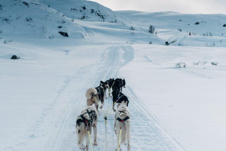 a person riding a sled pulled by huskies