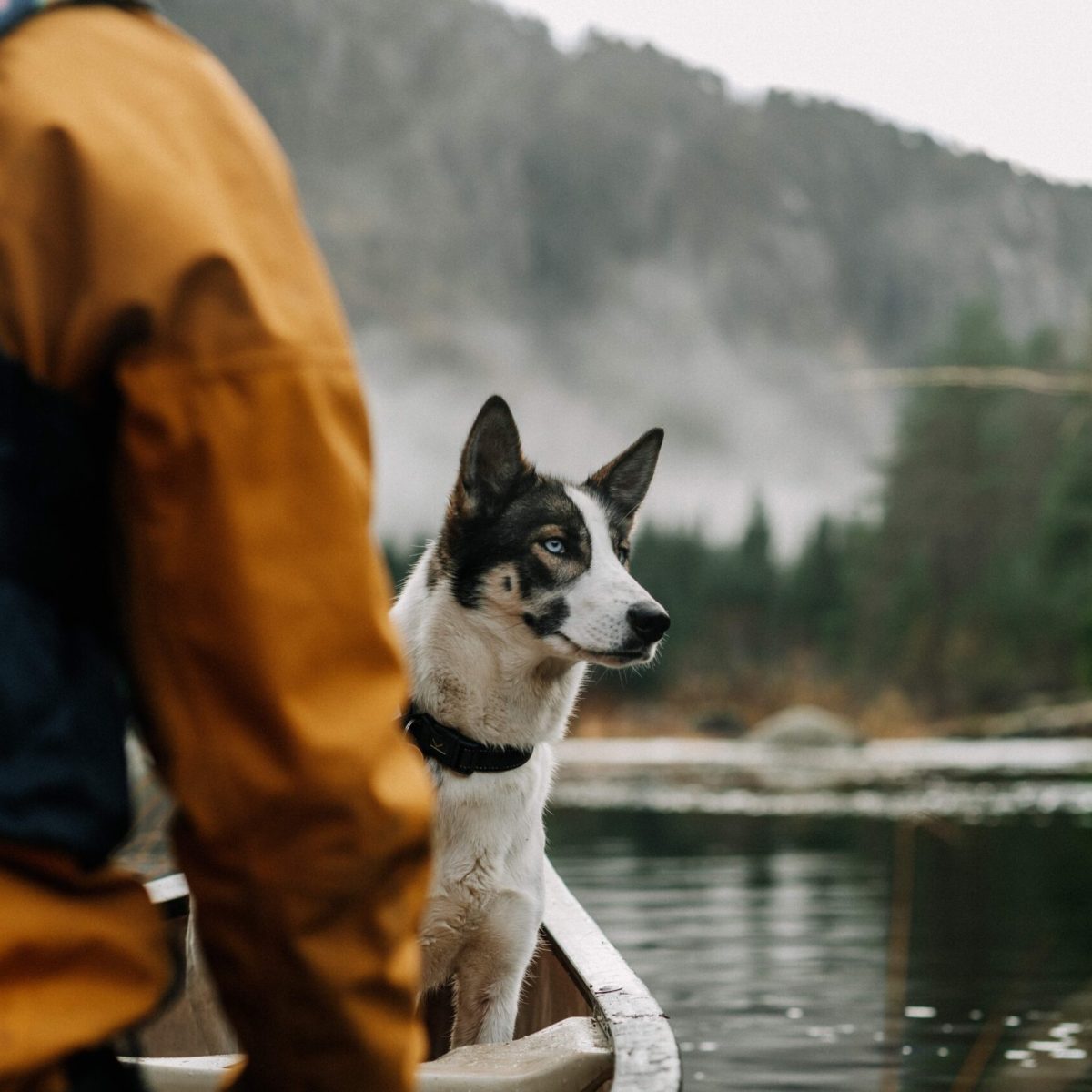 a dog sitting in the water