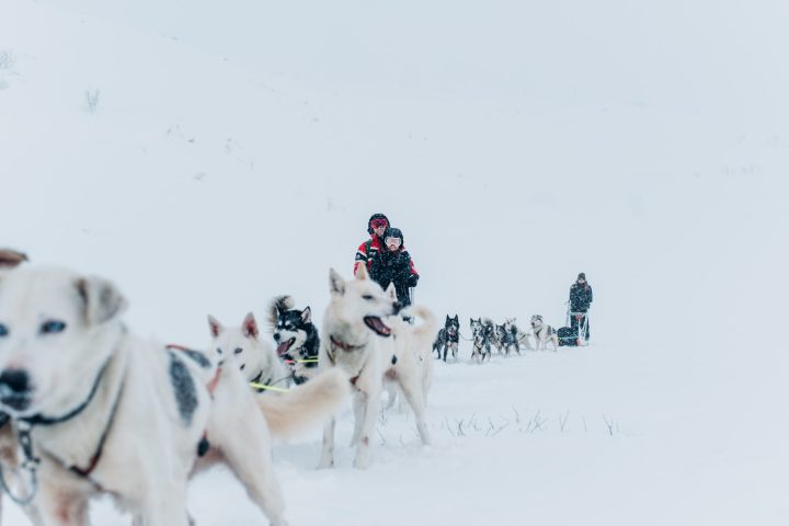 a group of people riding sleds pulled by huskies