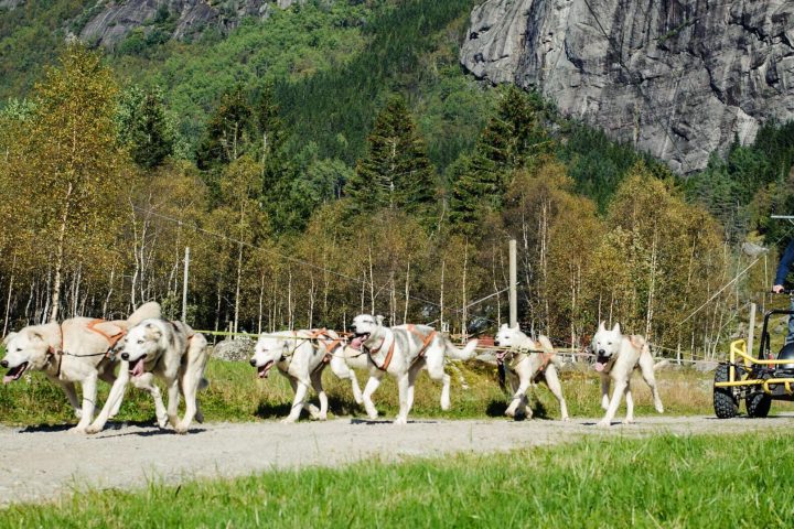 a person riding a vehicle pulled by huskies