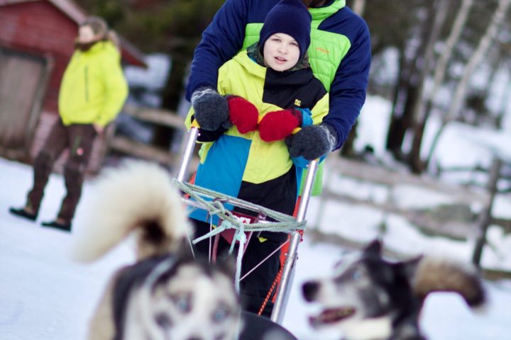 a person riding a sled pulled by huskies