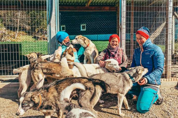 a group of people surrounded by dogs