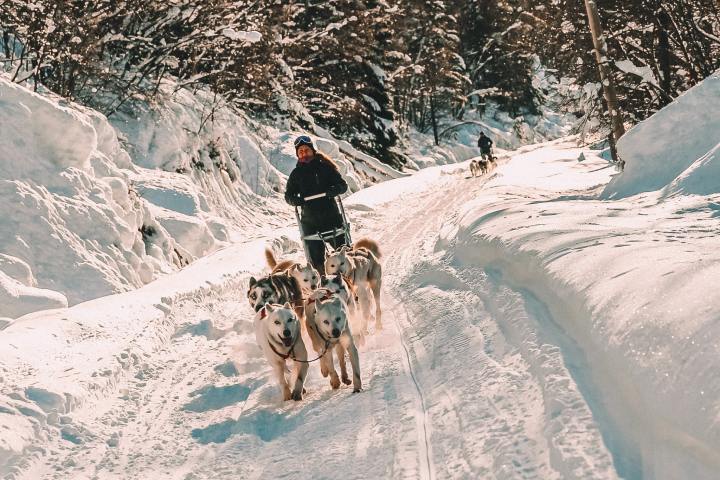 a group of people riding sleds pulled by huskies