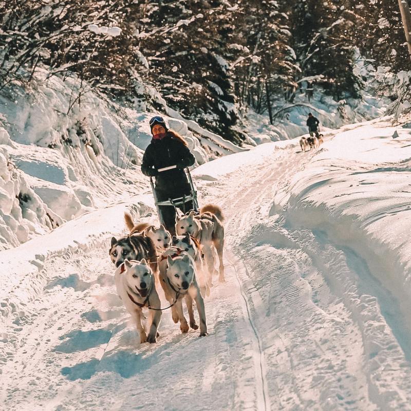 a group of people riding sleds pulled by huskies