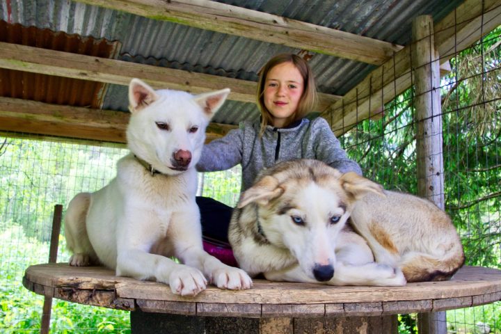 a dog sitting on top of a wooden table