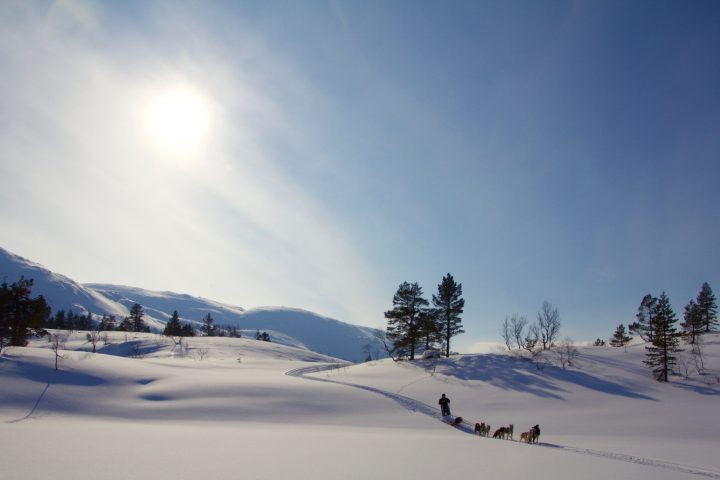 a person riding a sled pulled by huskies
