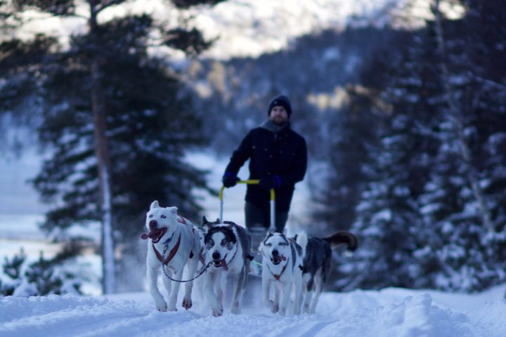 a person riding a sled pulled by huskies