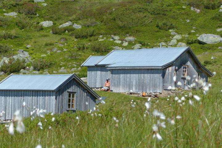 a flock of sheep grazing in front of a house