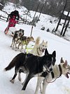 a dog and a horse in the snow