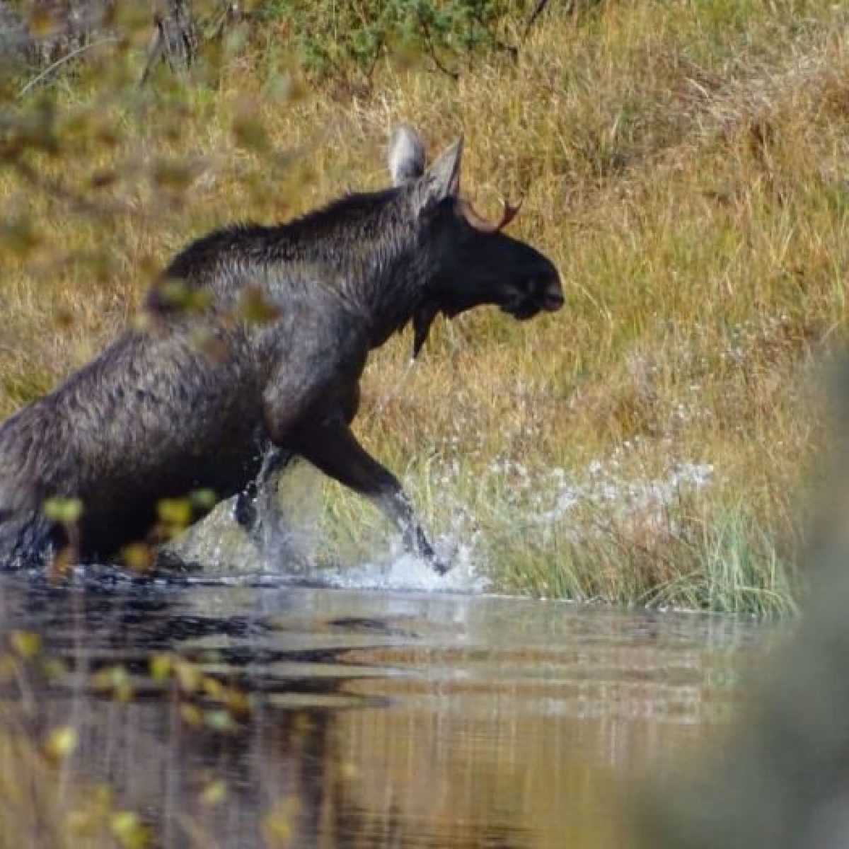 a brown bear standing on top of a grass covered field