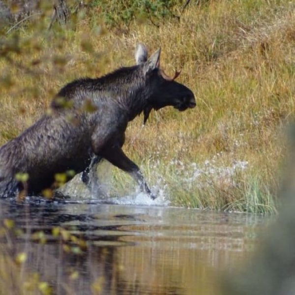 a brown bear standing on top of a grass covered field