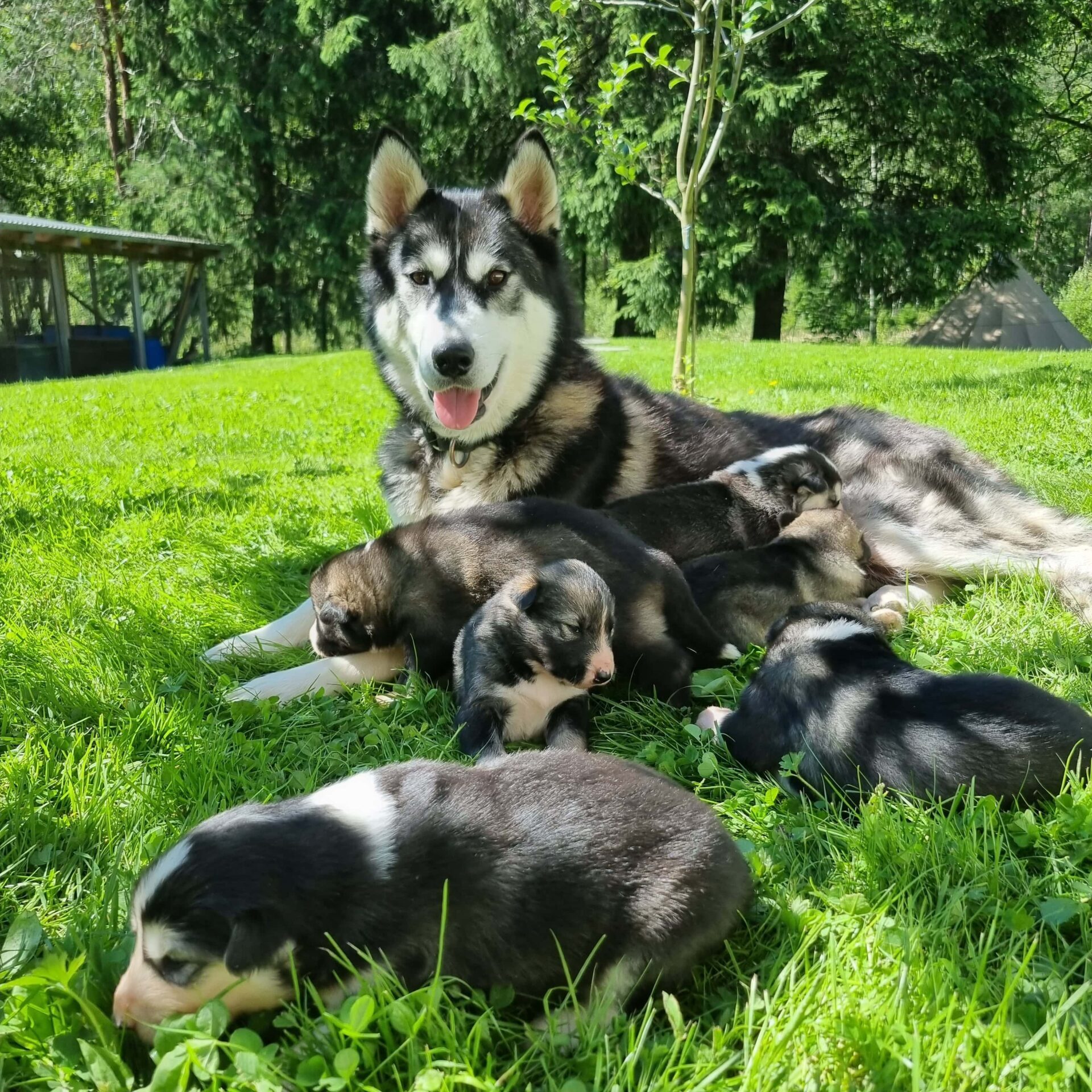 dogs lying on the grass