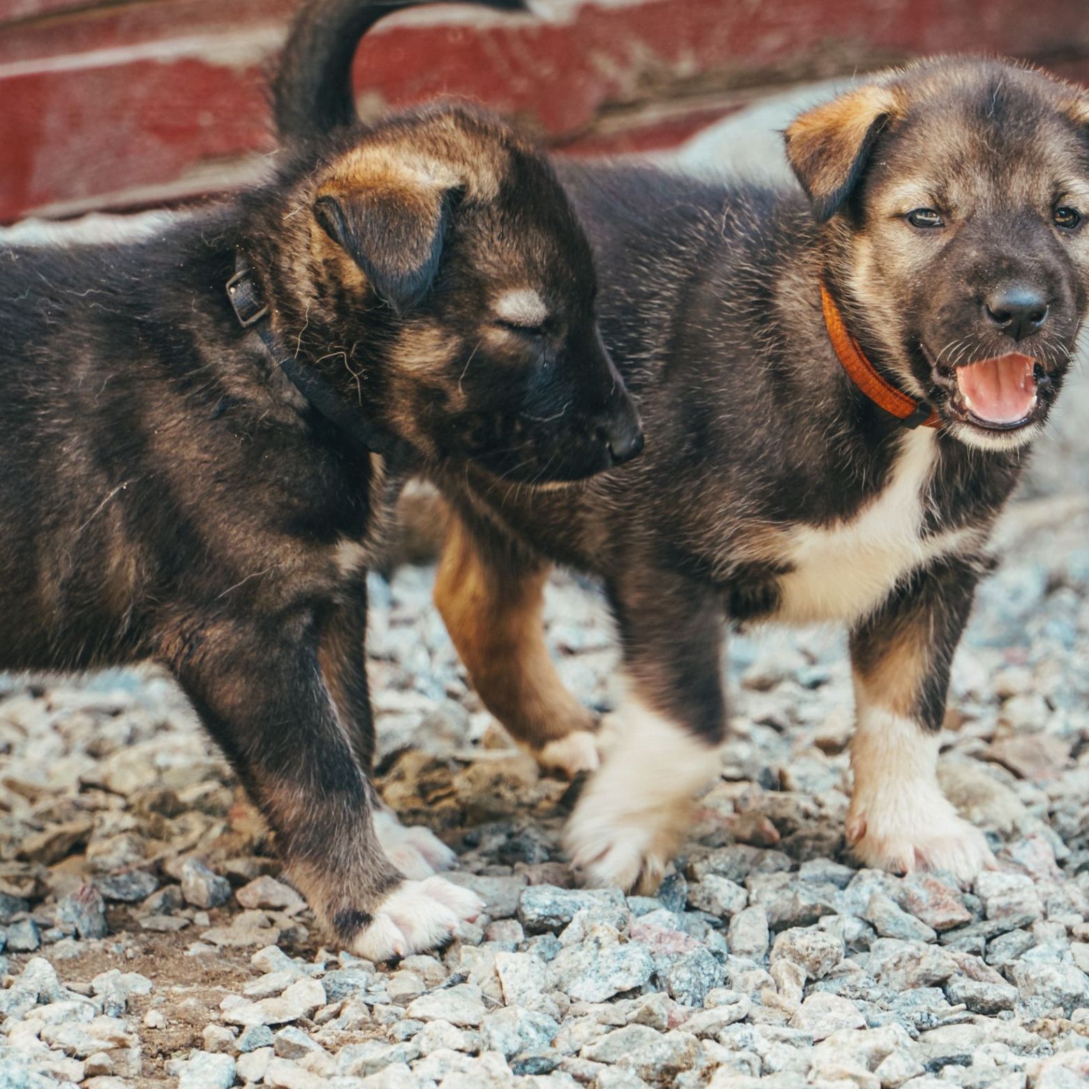 dogs standing on a pebble-covered floor