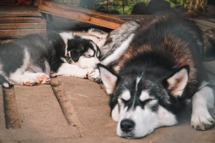 dogs lying on the ground