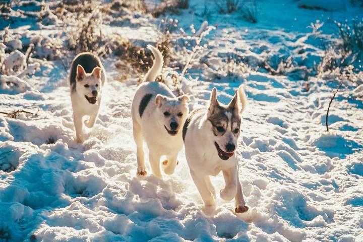 dogs running on the snow