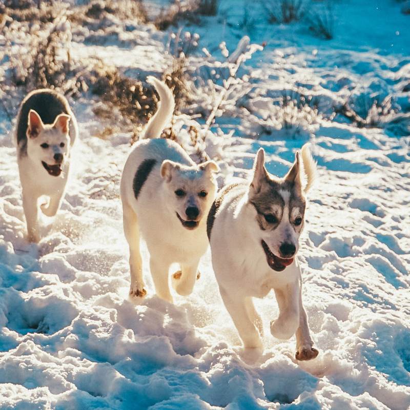 dogs running on the snow