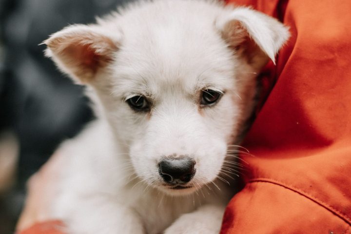 a person holding a dog
