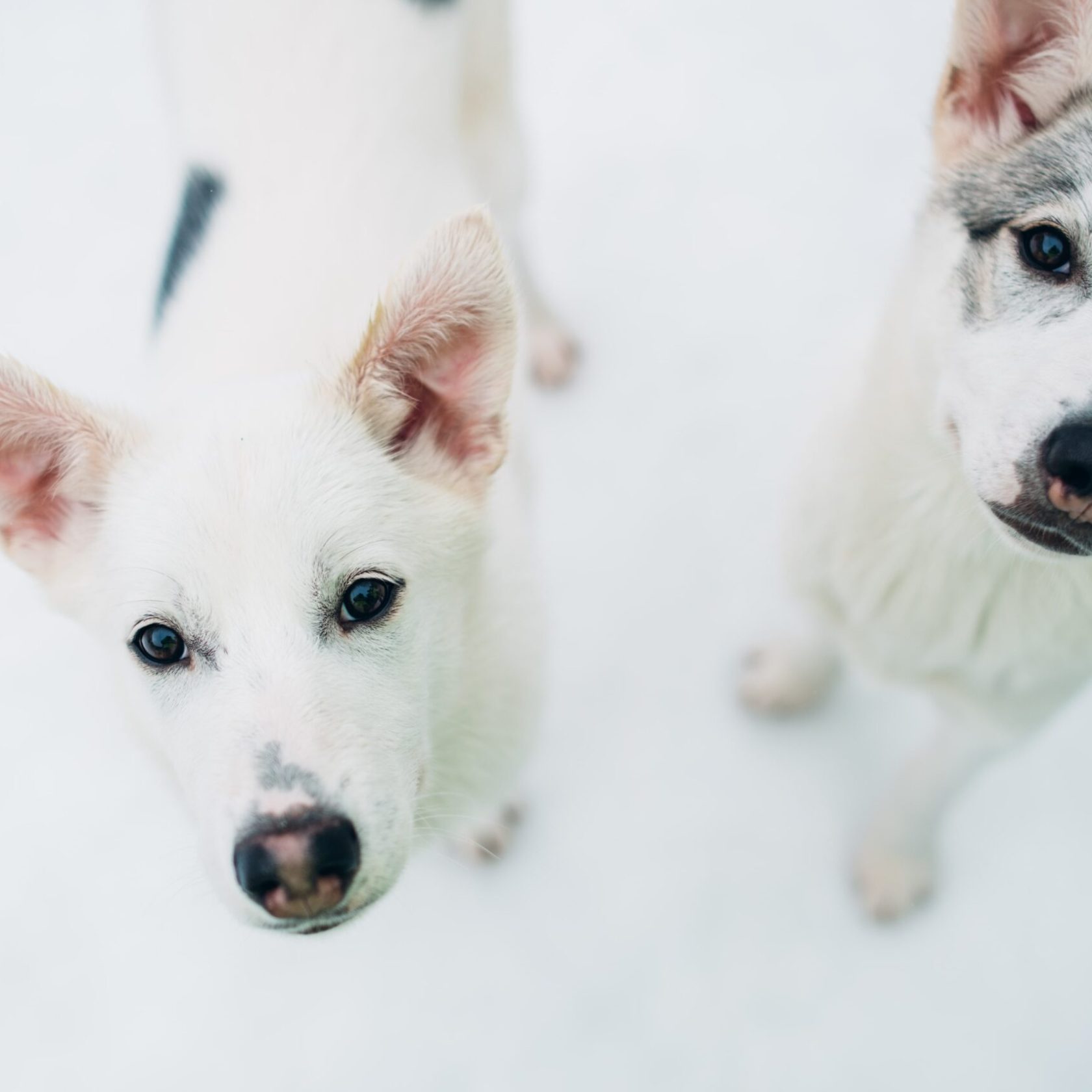 a dog looking at the camera
