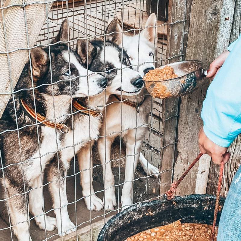 a person feeding the dogs