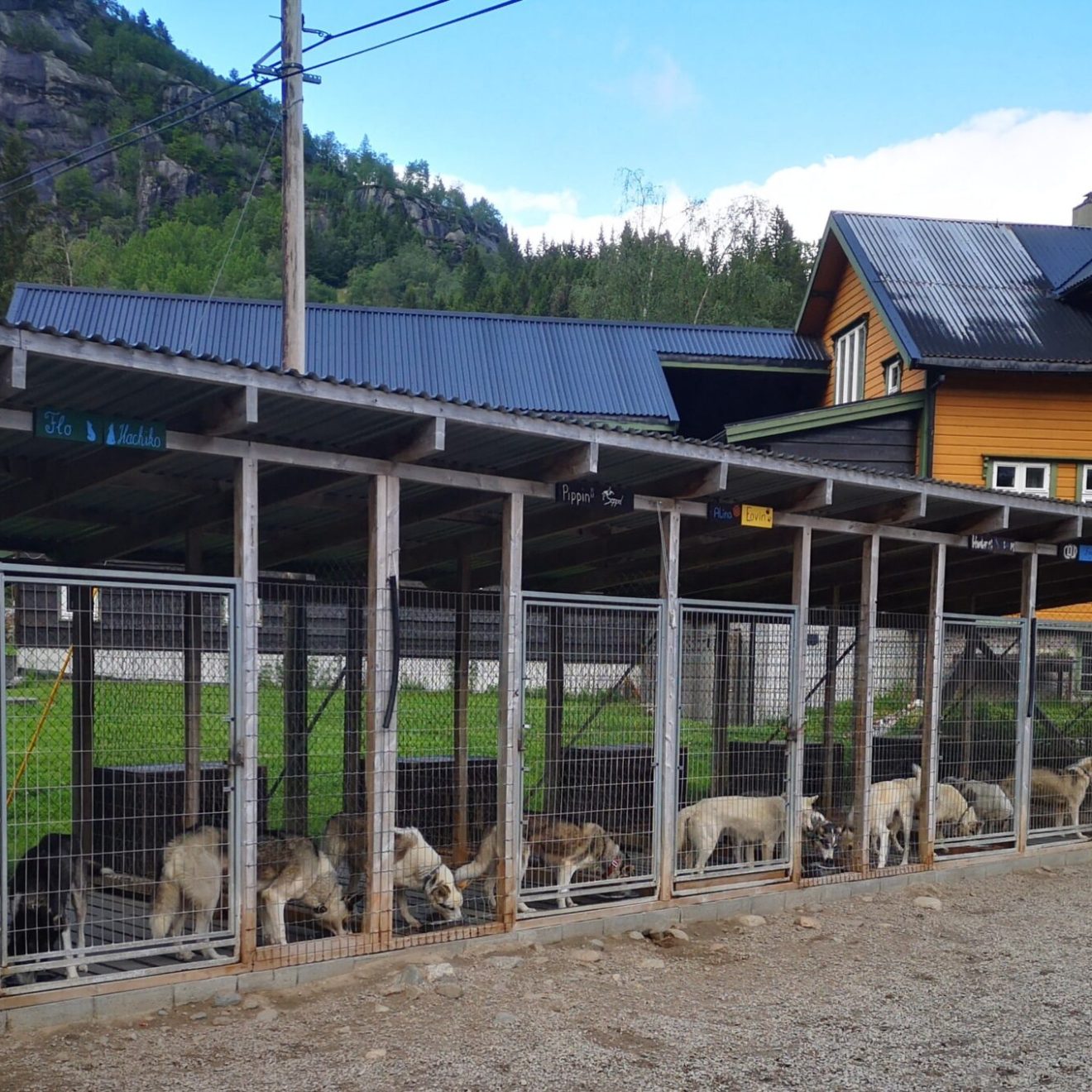 a group of dogs in a fenced area