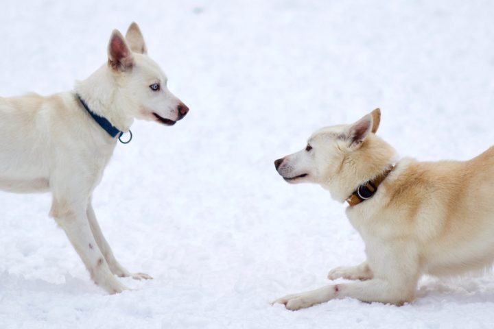 a dog sitting in the snow