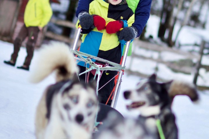 a dog that is standing in the snow