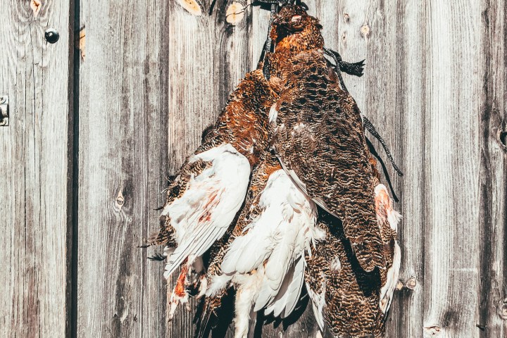 a bird sitting on top of a wooden door
