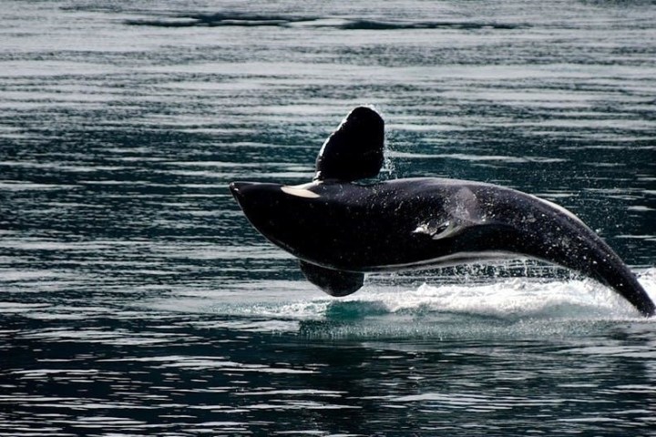 a whale jumping out of the water