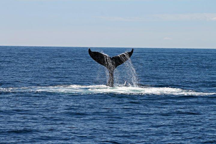 a whale jumping out of a body of water